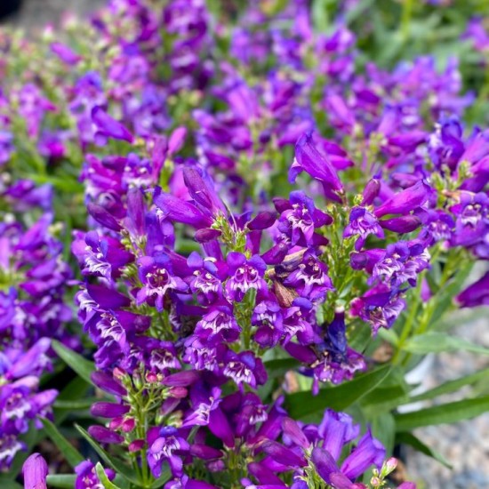 Пенстемон Rock Candy Pyrple р9