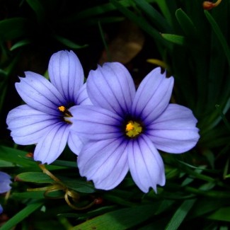 Сісірінхіум р9