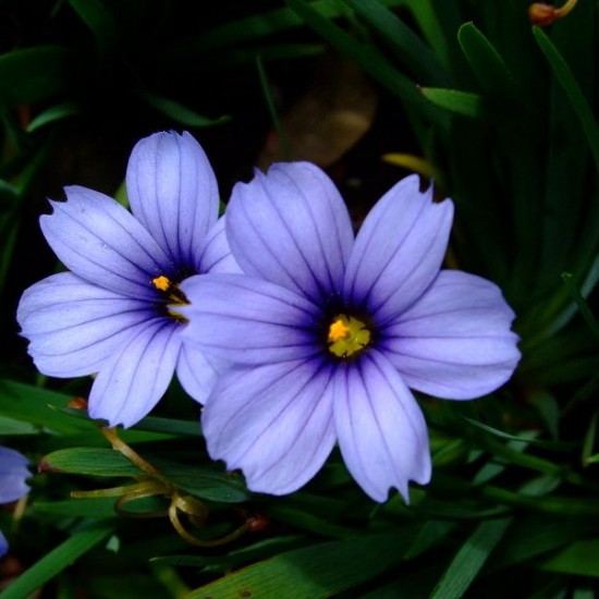 Сісірінхіум р9