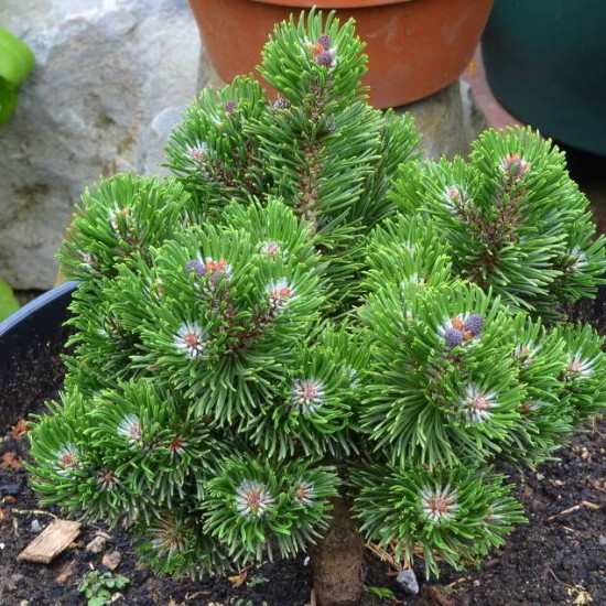 Сосна Pinus mugo Sherwood Compact