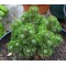 Сосна Pinus mugo Sherwood Compact