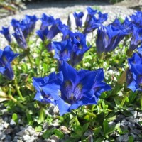 Тирлич (горечавка) acaulis Frohnleiten p9