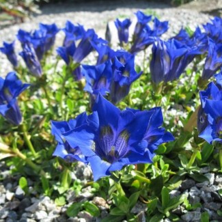 Тирлич (горечавка) acaulis Frohnleiten p9