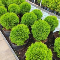 Туя Hoseri 1,5 л