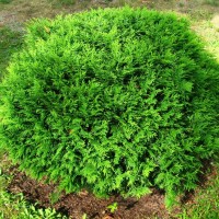 Туя Hoseri 1,5 л