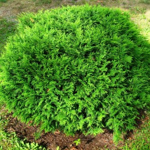 Туя Hoseri 1,5 л