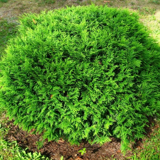 Туя Hoseri 1,5 л