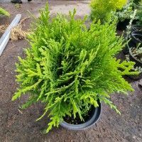 Туя Selena 2.5 л