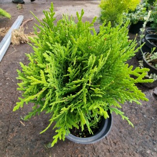 Туя Selena 2.5 л