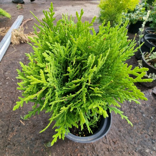 Туя Selena 2.5 л