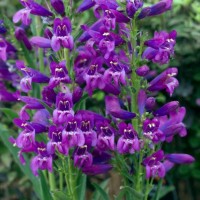 Пенстемон Rock Candy Pyrple р9