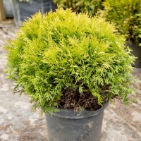 Туя Selena 2.5 л