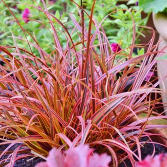 Унцинія Everflame 1л