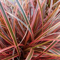 Унцинія Everflame р9