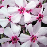 Флокс Apple Blossom р9 №25