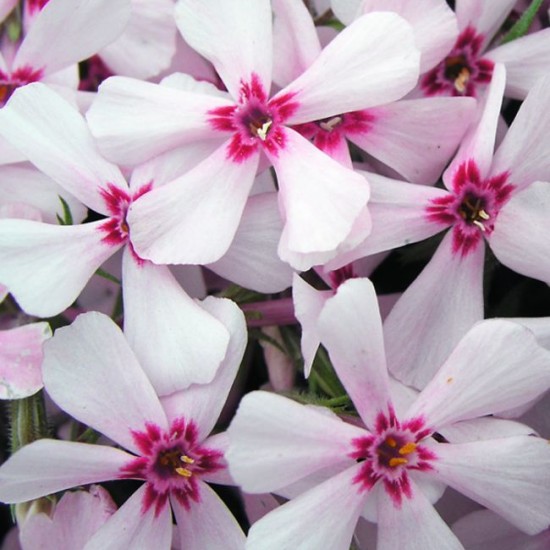 Флокс Apple Blossom р9 №25