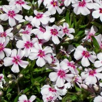 Флокс Apple Blossom р9 №25