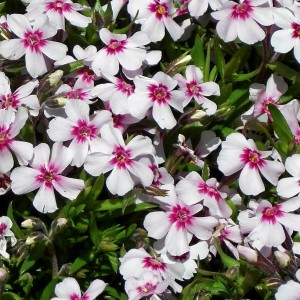 Флокс Apple Blossom р9 №25