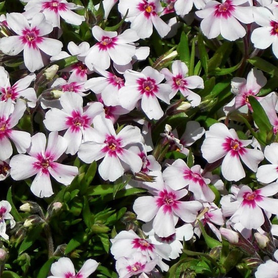 Флокс Apple Blossom р9 №25