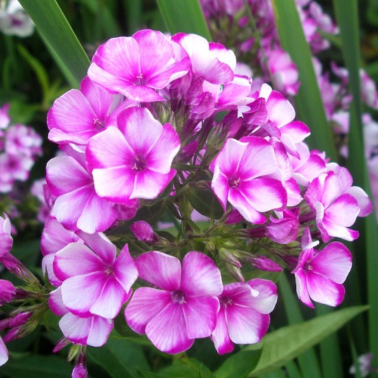 Флокс Boranovice p9 №22