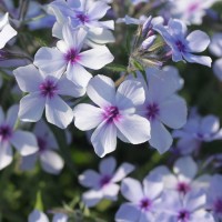 Флокс Chattahoochee p9 №19