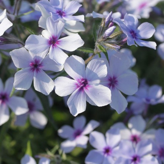 Флокс Chattahoochee p9 №19