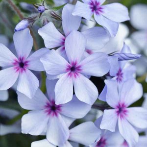 Флокс Chattahoochee p9 №19