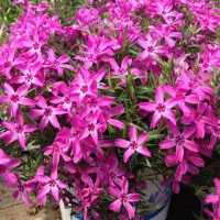 Флокс Crimson Beauty р9 №24