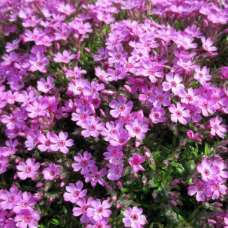 Флокс Dolni pena р9 №2