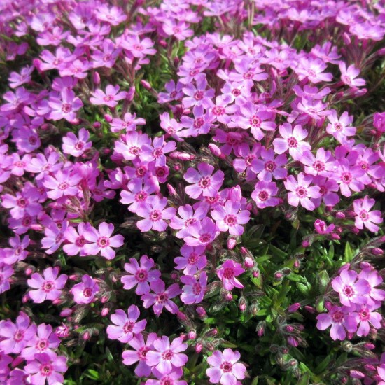 Флокс Dolni pena р9 №2