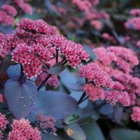 Седум Oriental Dancer 1.5 л