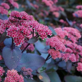 Седум Oriental Dancer 1.5 л