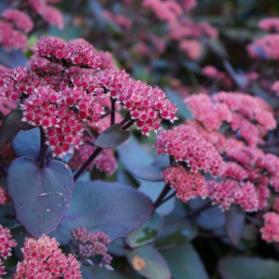 Седум Oriental Dancer 1.5 л