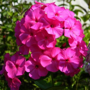 Флокс douglasii Cracker jack Bright p9 №15