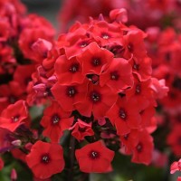 Флокс douglasii Cracker jack red p9 №16