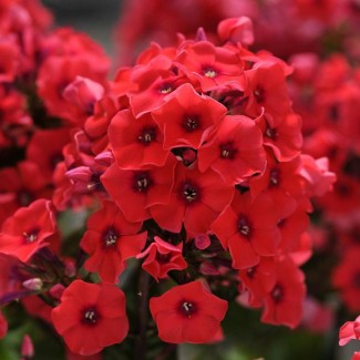 Флокс douglasii Cracker jack red p9 №16