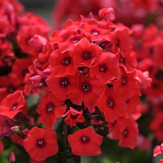 Флокс douglasii Cracker jack red p9 №16