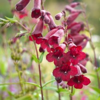 Пенстемон Rock Candy Ruby р9