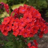 Флокс douglasii Cracker jack red p9 №16
