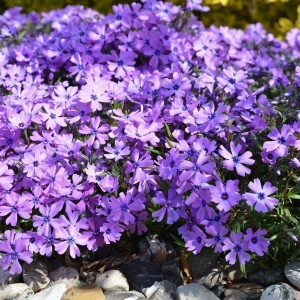 Флокс douglasii Cracker jack violet p9
