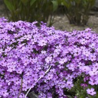 Флокс douglasii Cracker jack violet p9 №17