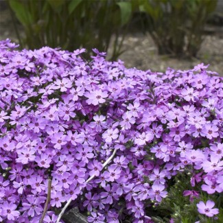 Флокс douglasii Cracker jack violet p9 №17