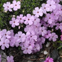 Флокс douglasii Eva p9 №14