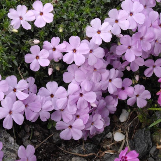 Флокс douglasii Eva p9 №14
