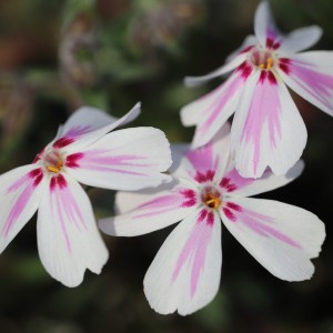Флокс Kimono Pink White р9