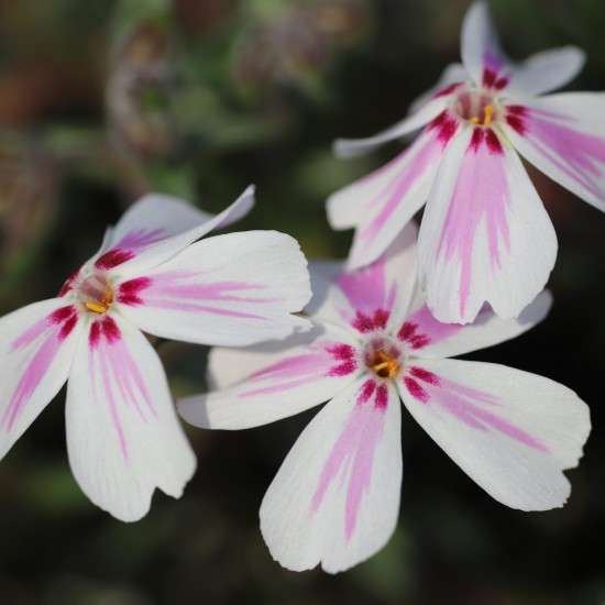 Флокс Kimono Pink White 1.5 л