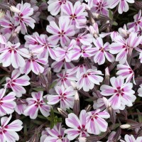 Флокс Kimono Pink White 1.5 л