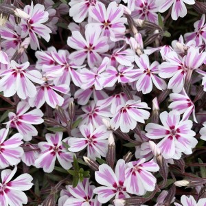 Флокс Kimono Pink White р9