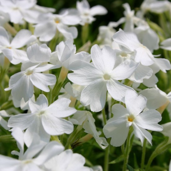 Флокс sabulata Fabulos White Light Rose р9 №26