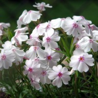 Флокс sabulata Fabulos White Light Rose р9 №26